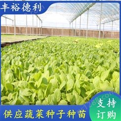 四季小白菜种子种苗 叶片光亮 耐储运 品种多 产量高