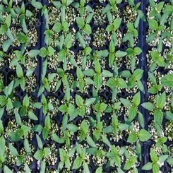 尖椒苗 抗重茬栽培 辣椒种子 产量较高 株型好 抗病品种