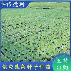 辣椒苗杂交品种 越夏耐寒 尖椒种子 露天 温室大棚培育