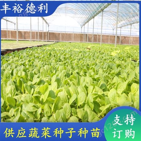 小白菜种子种苗 温室大棚 可大面积种植 产量高 叶片翠绿