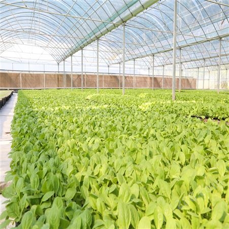 小白菜种子种苗 温室大棚 可大面积种植 产量高 叶片翠绿