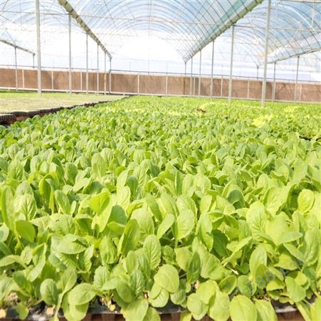 小白菜种子种苗 大小均匀 阳台菜园蔬菜苗 可四季播种