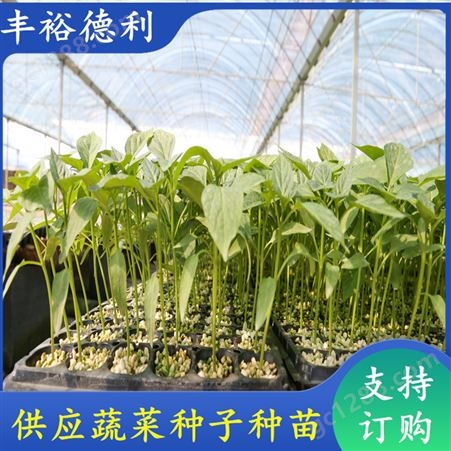 羊角椒苗 抗病品种 尖椒种子种苗供应 可大面积种植