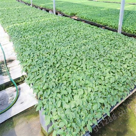 尖椒苗 抗重茬栽培 辣椒种子 产量较高 株型好 抗病品种