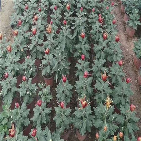 菊花盆栽 种苗 造型 各种规格 国庆广场租摆 金丝菊花种苗基地